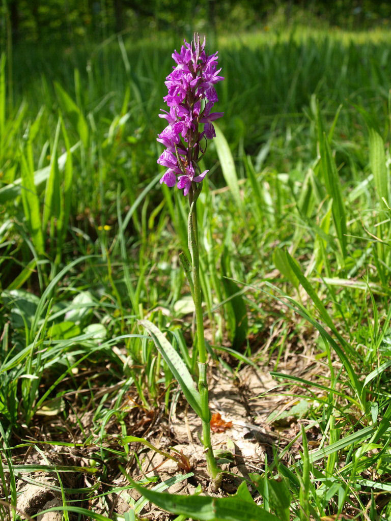 Dactylorhiza traunsteineri / Orchide di Traunsteiner